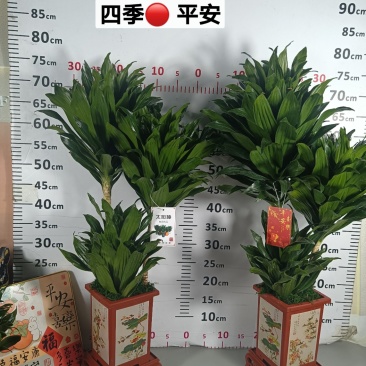 太阳神