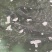 泉水瘦身鱼，源头鱼厂