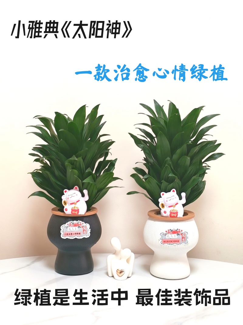 快乐多巴胺小雅典太阳神水培绿植