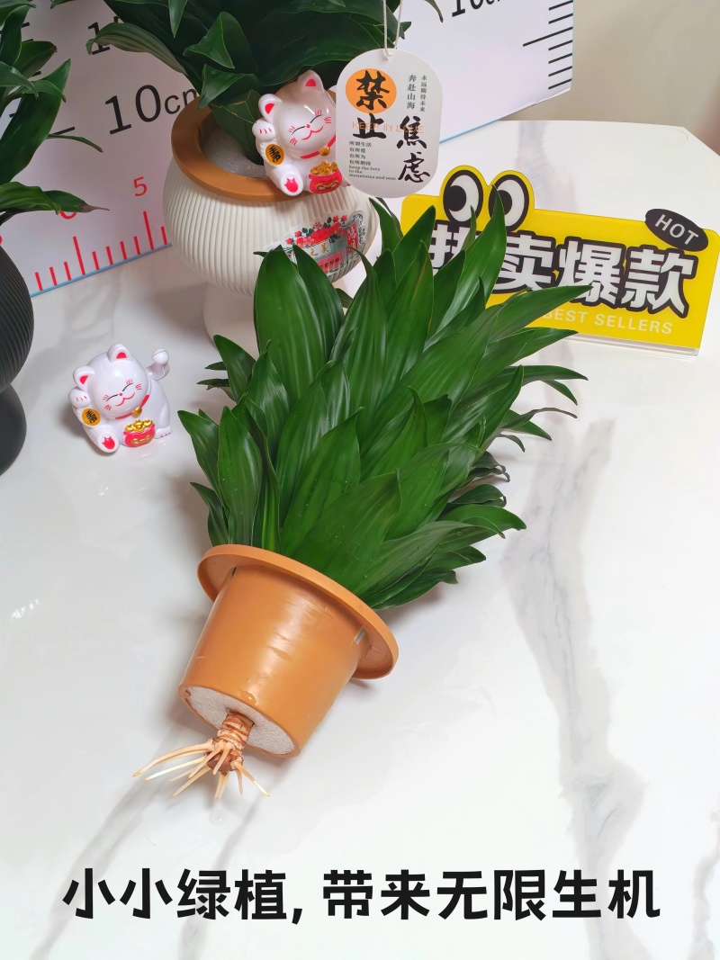快乐多巴胺小雅典太阳神水培绿植