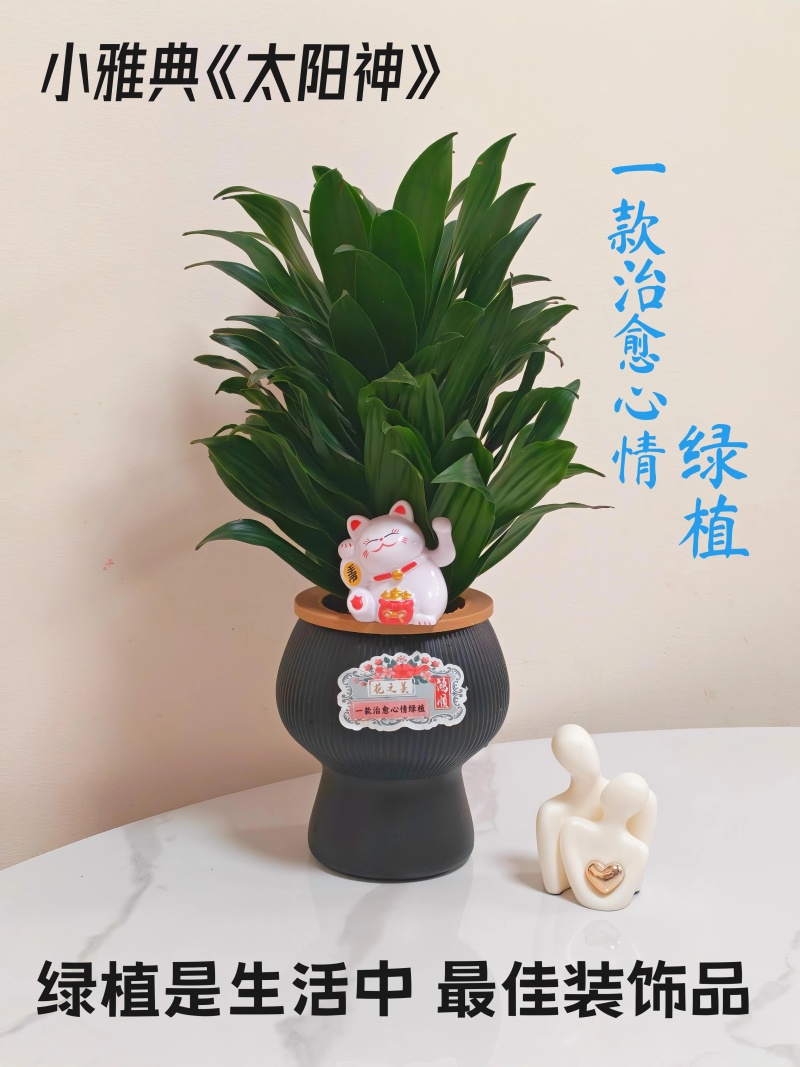 快乐多巴胺小雅典太阳神水培绿植