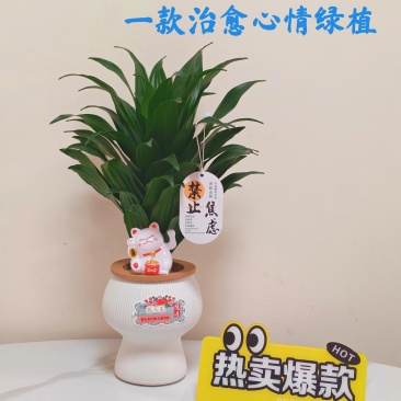 快乐多巴胺小雅典太阳神水培绿植