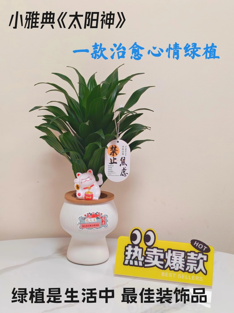 快乐多巴胺小雅典太阳神水培绿植