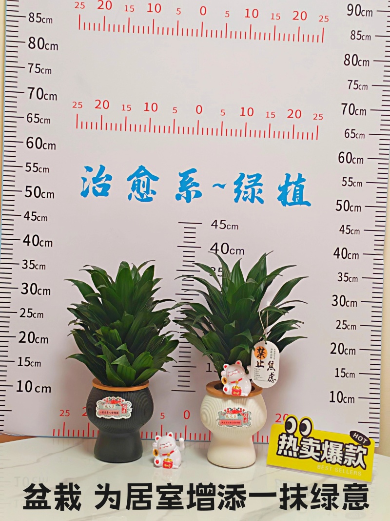 快乐多巴胺小雅典太阳神水培绿植