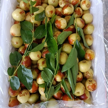 大荔冬枣
