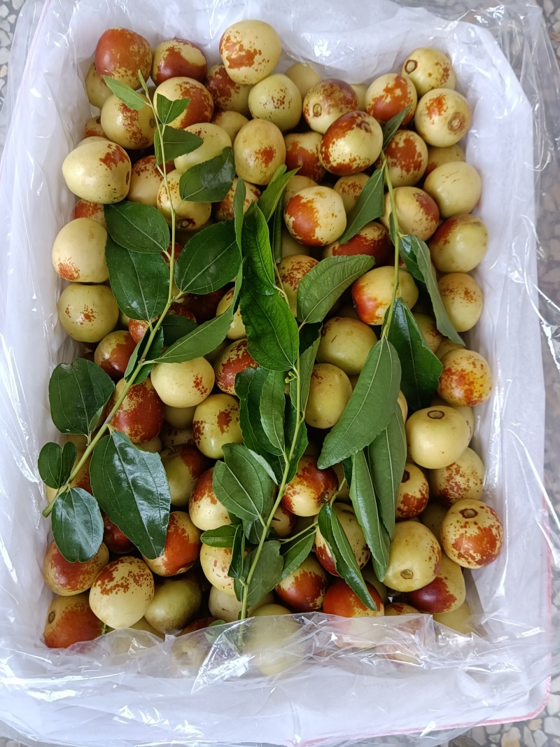 大荔冬枣