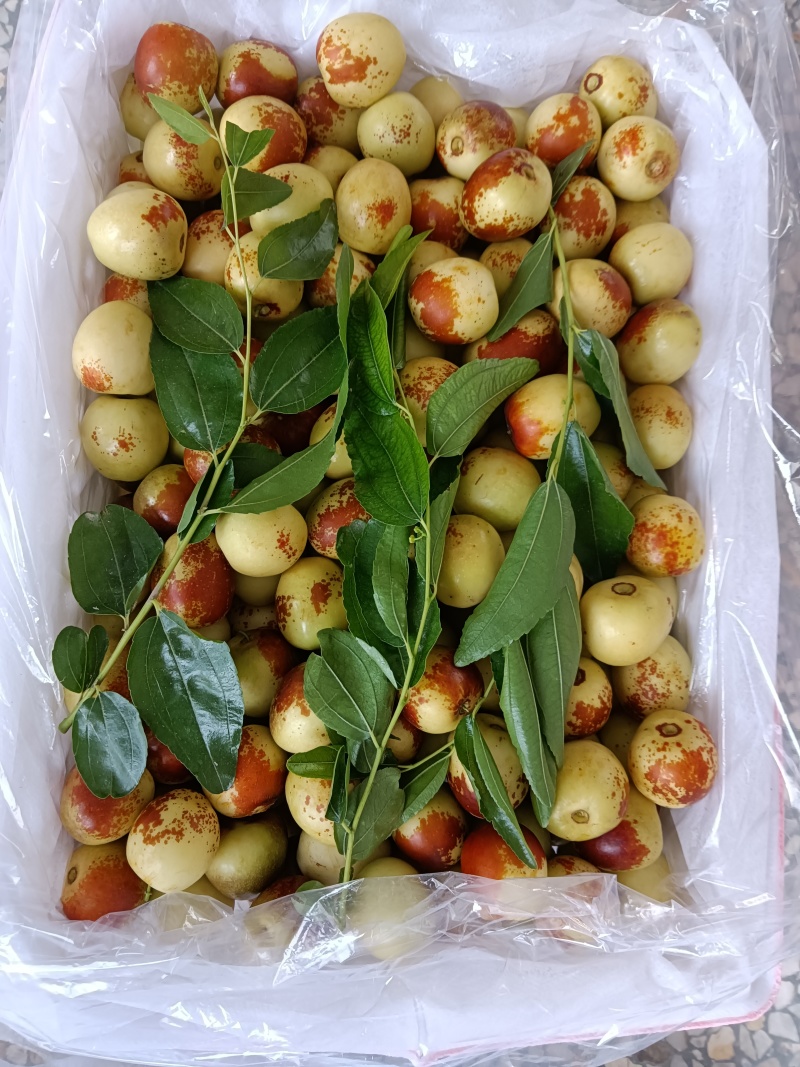大荔冬枣