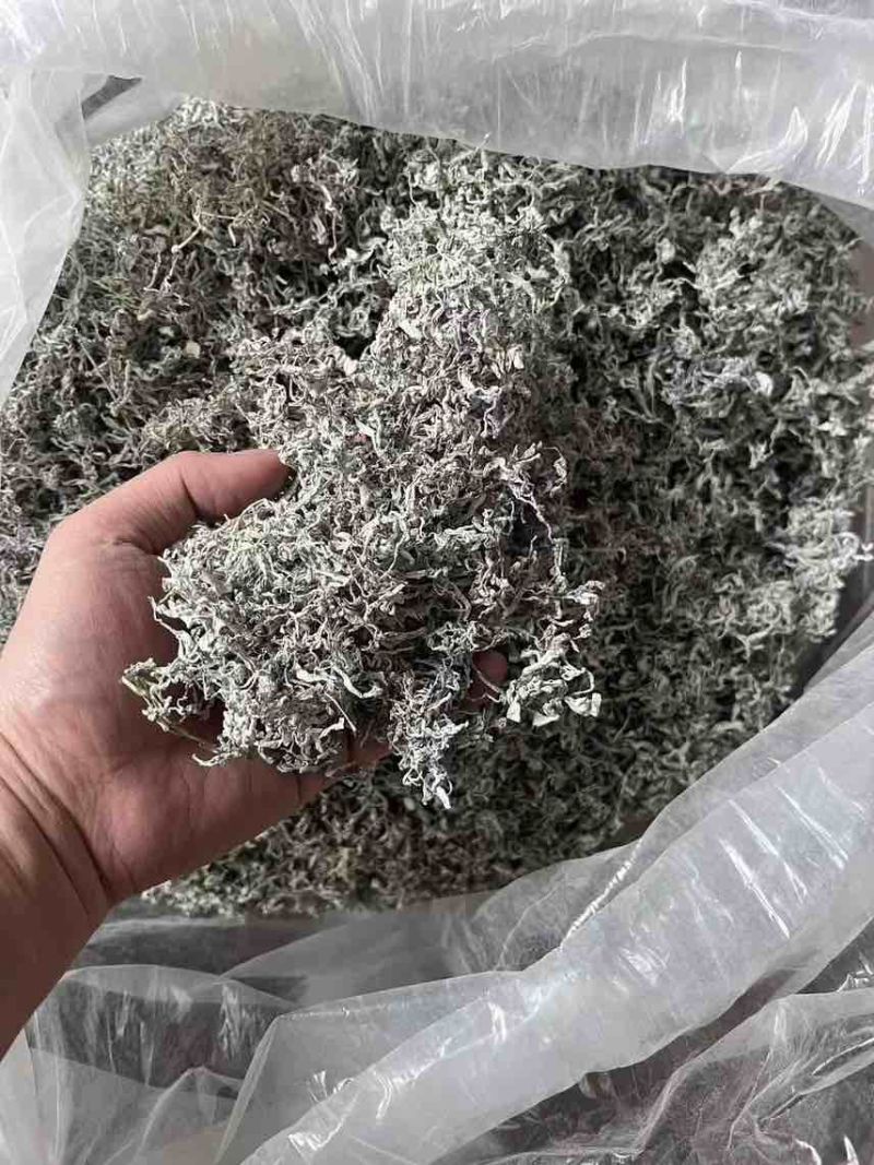 湖南张家界高山霉茶，自家养殖