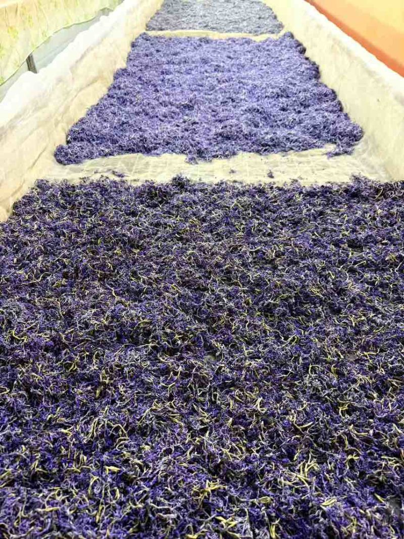 湖南张家界高山霉茶，自家养殖