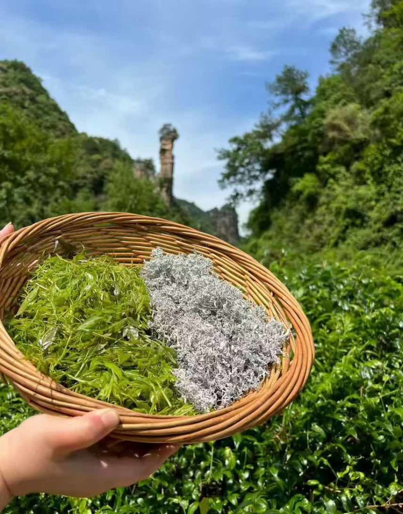 湖南张家界高山霉茶，自家养殖