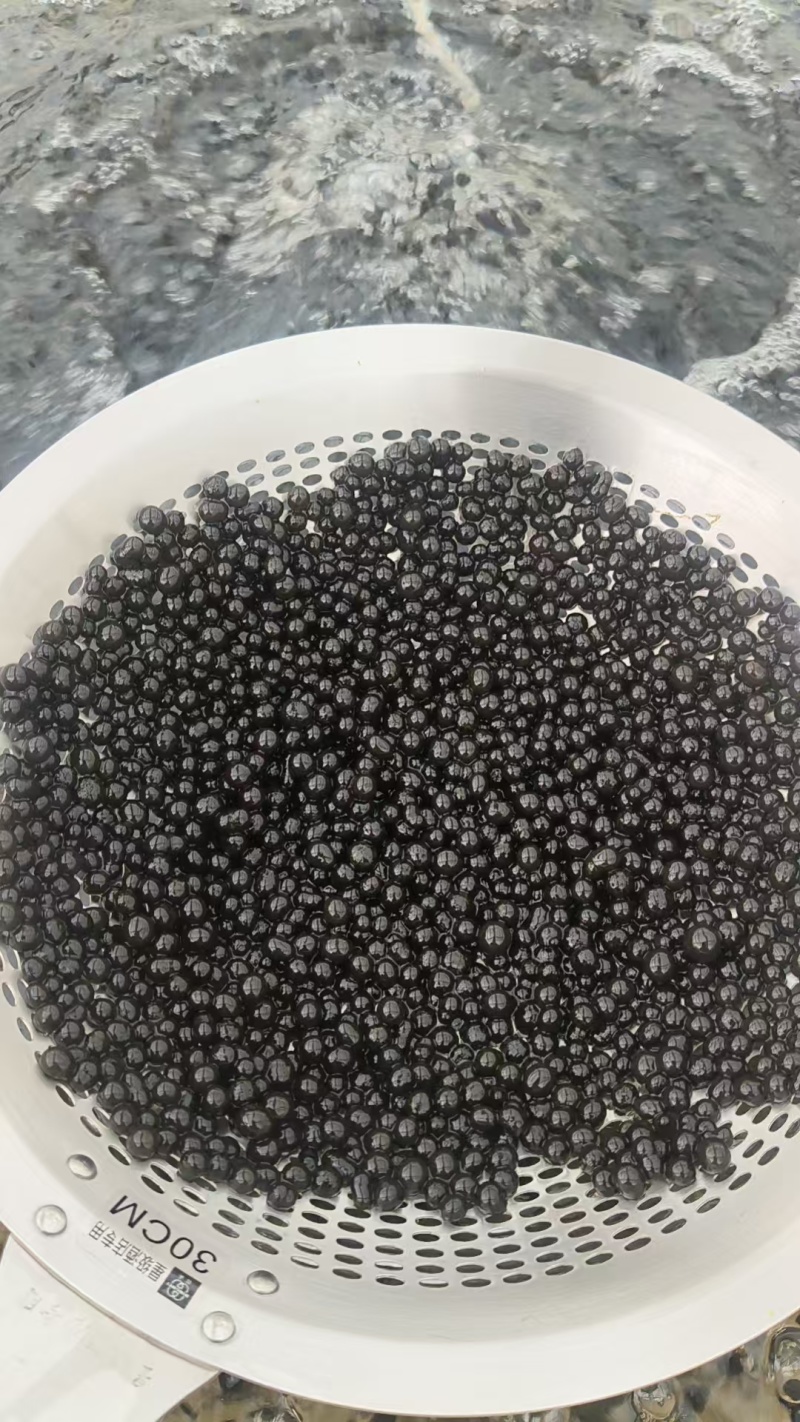 葛仙米