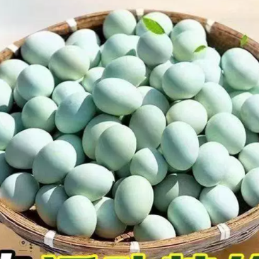 绿壳鸡蛋农村自己养的
