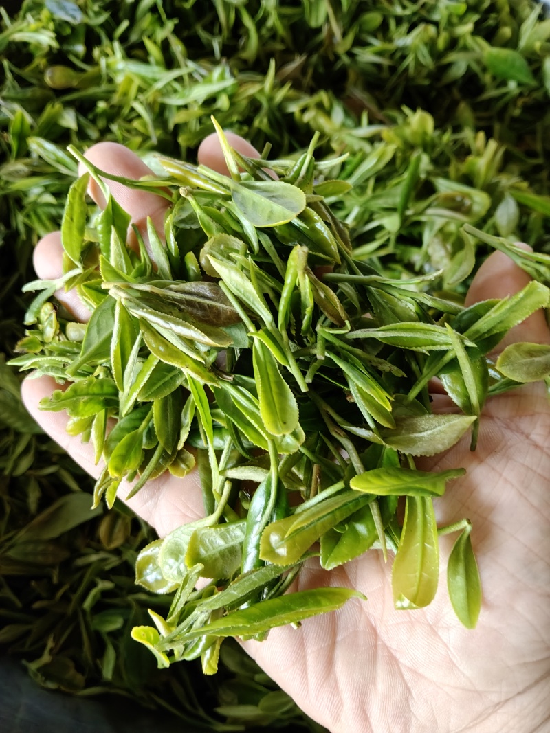 日照绿茶、红茶