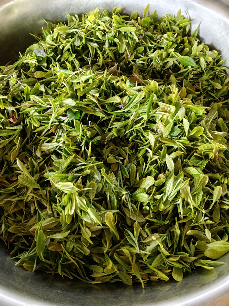 日照绿茶、红茶