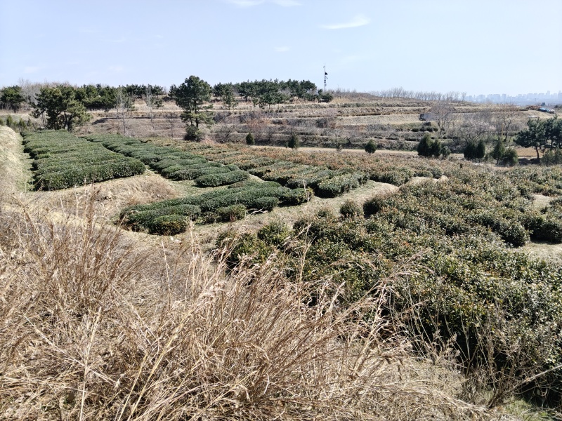 日照绿茶、红茶
