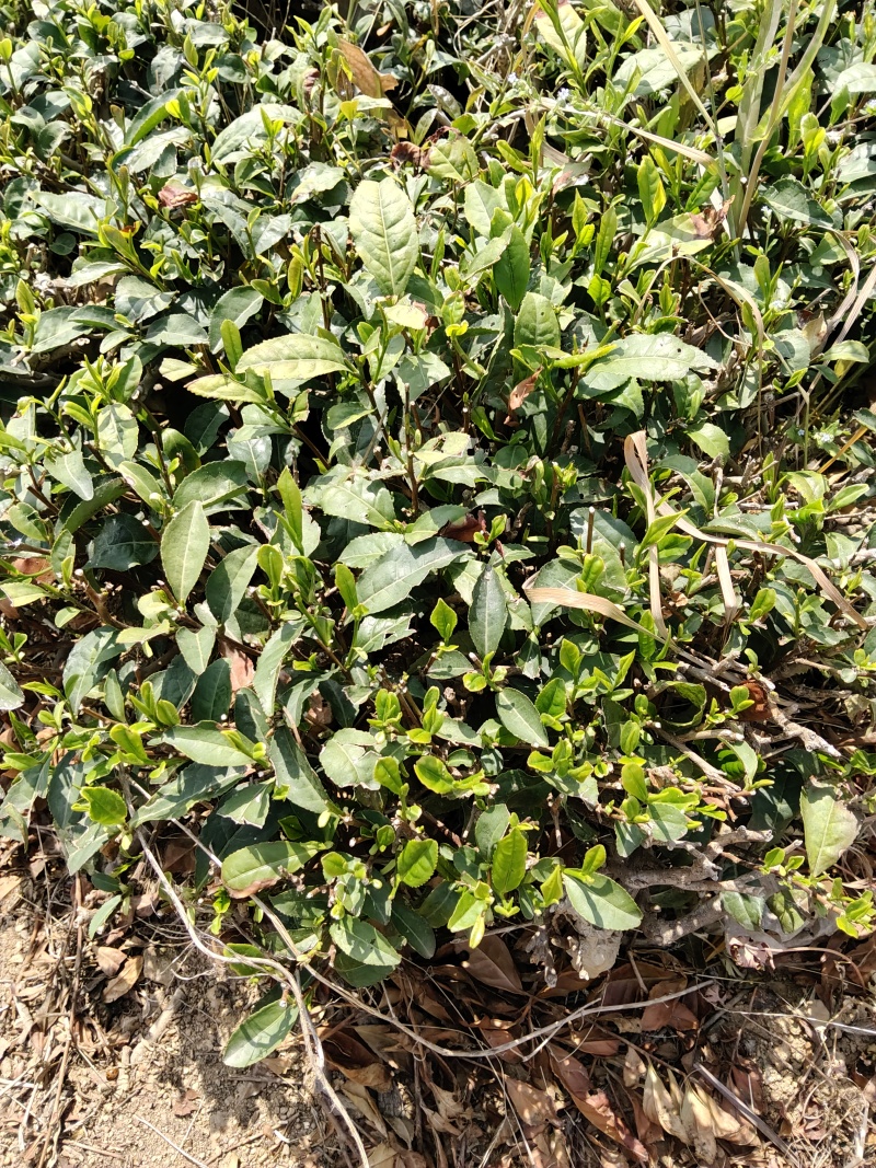 日照绿茶、红茶
