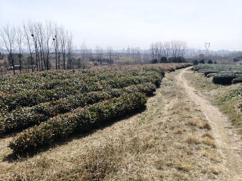 日照绿茶、红茶