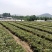 日照绿茶、红茶