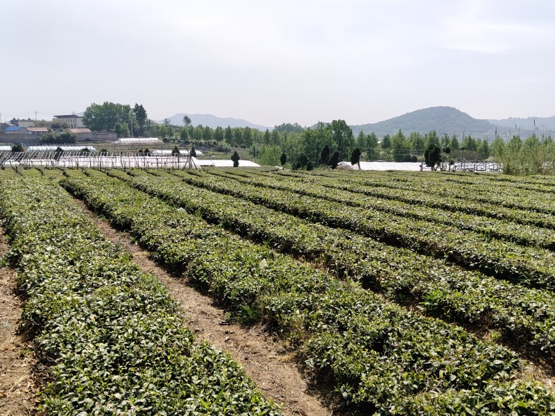 日照绿茶、红茶