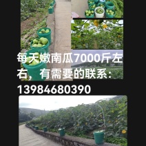 小南瓜，每天7000斤，截止2026年6月