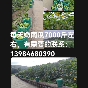 小南瓜，每天7000斤，截止2026年6月