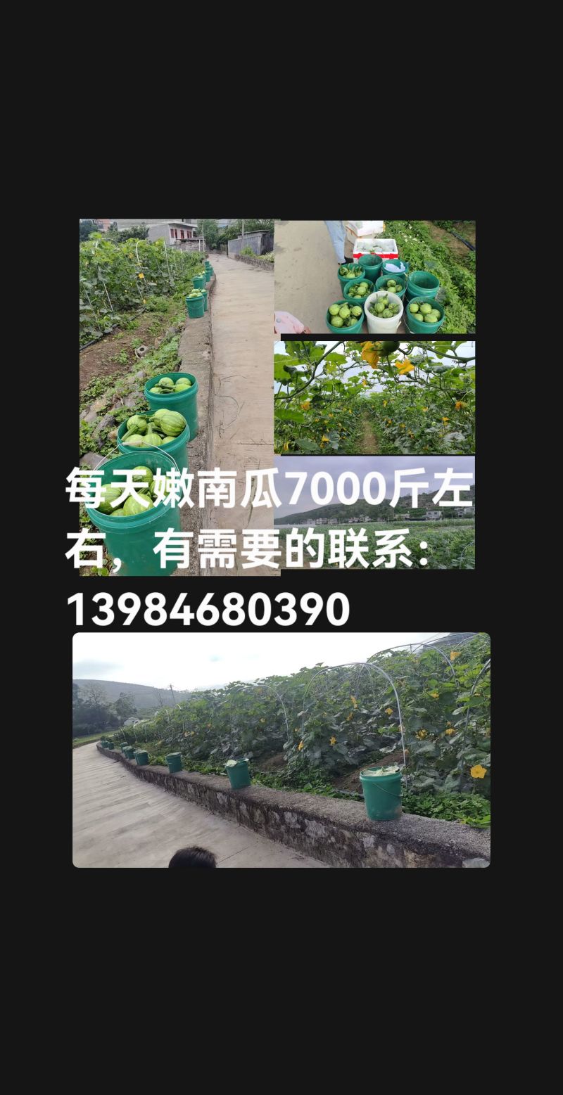 小南瓜，每天7000斤，截止2026年6月