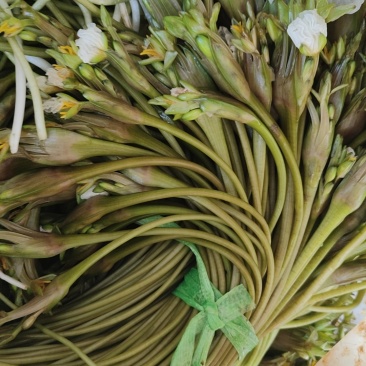 大理海菜花