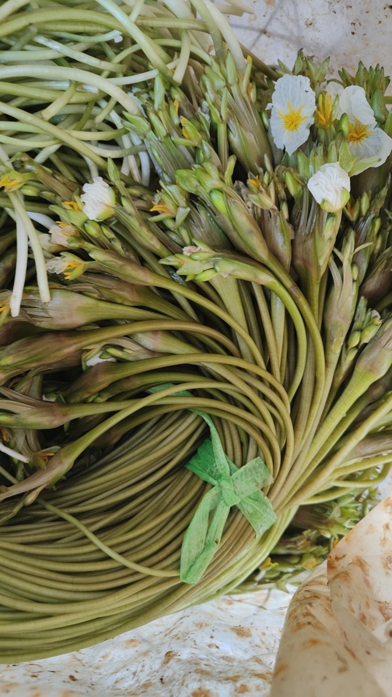大理海菜花
