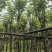 宫粉紫荆3-12分，一手货源，基地直销，大量低价出售
