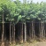 宫粉紫荆3-12分，一手货源，基地直销，大量低价出售