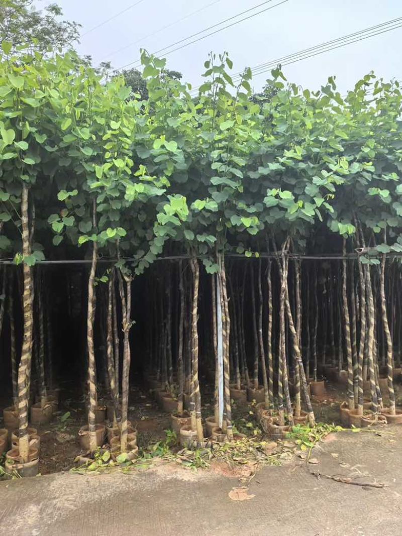 宫粉紫荆3-12分，一手货源，基地直销，大量低价出售