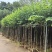 宫粉紫荆3-12分，一手货源，基地直销，大量低价出售