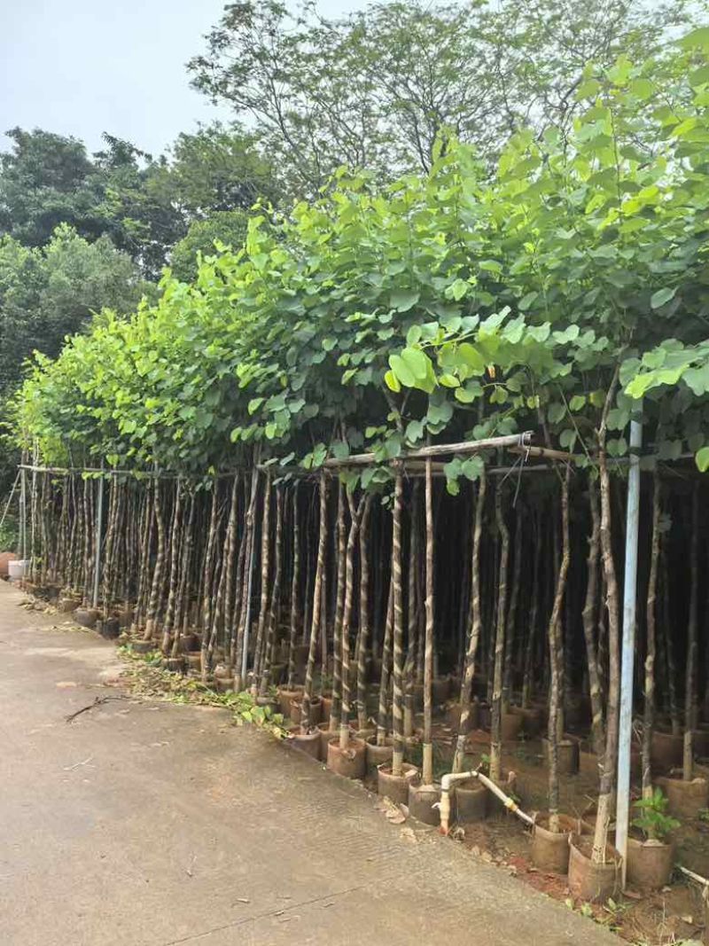 宫粉紫荆3-12分，一手货源，基地直销，大量低价出售