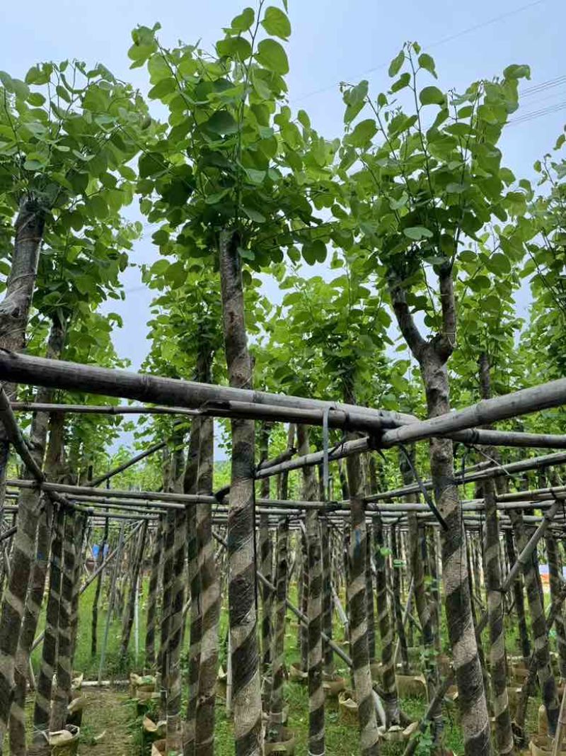 宫粉紫荆3-12分，一手货源，基地直销，大量低价出售