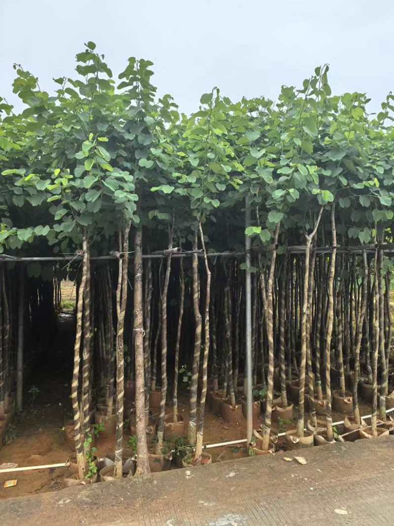 宫粉紫荆3-12分，一手货源，基地直销，大量低价出售