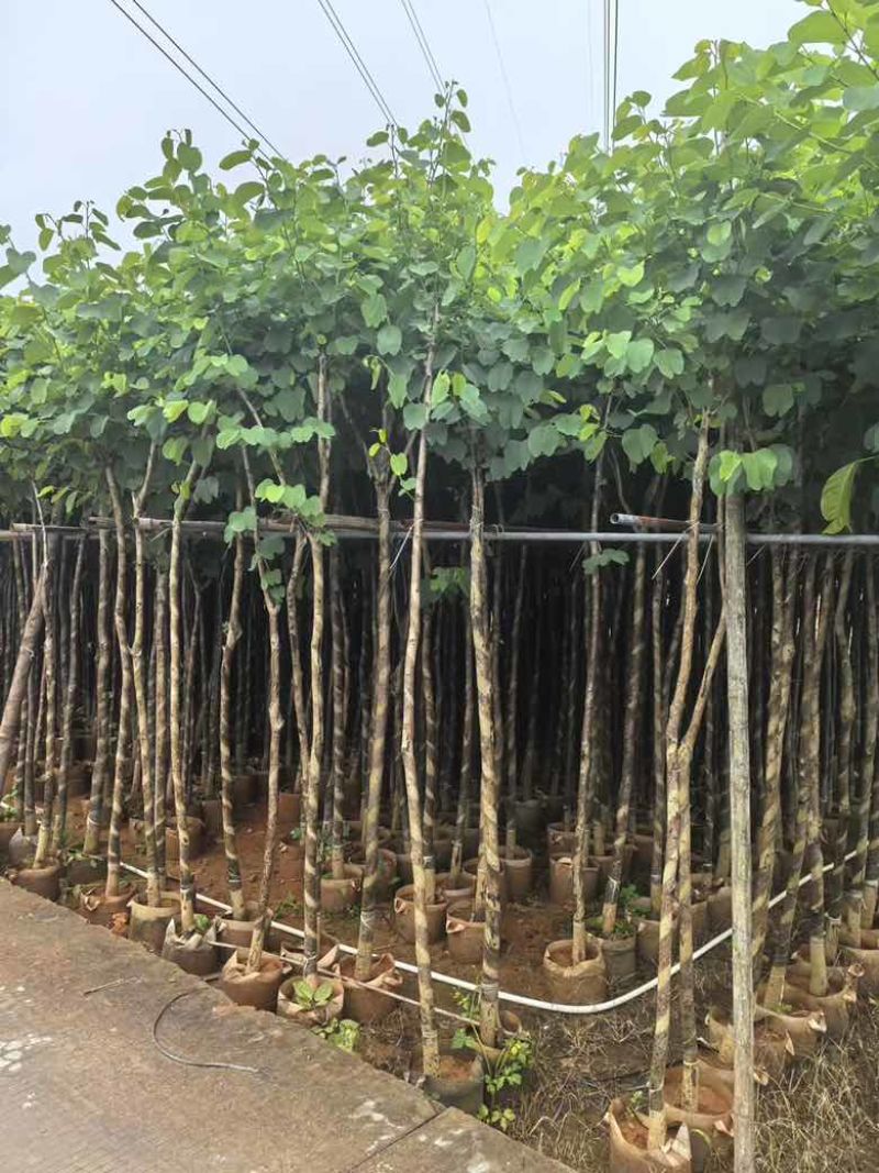 宫粉紫荆3-12分，一手货源，基地直销，大量低价出售