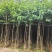 宫粉紫荆3-12分，一手货源，基地直销，大量低价出售