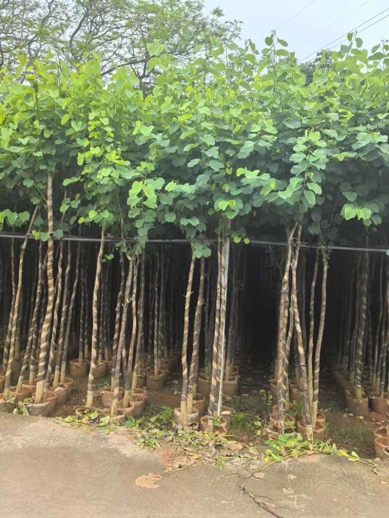宫粉紫荆3-12分，一手货源，基地直销，大量低价出售