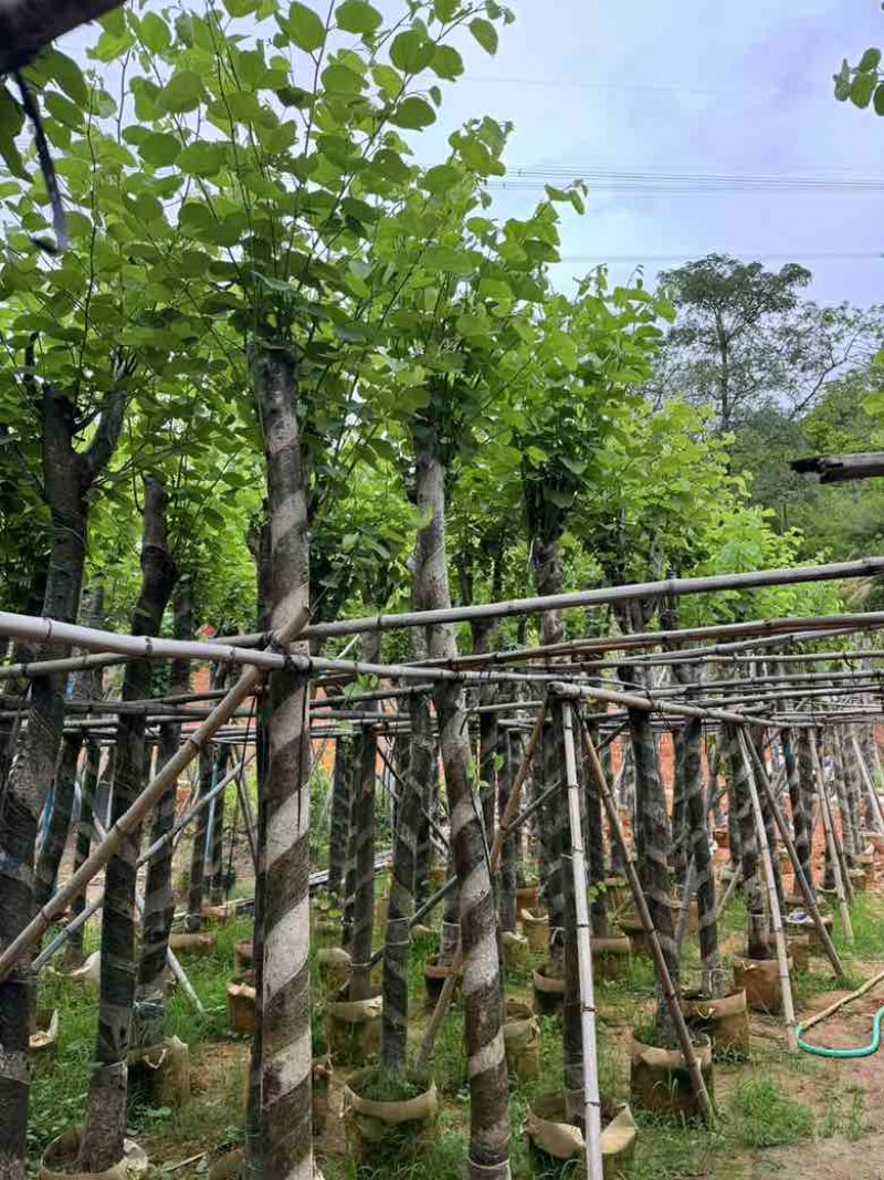 宫粉紫荆3-12分，一手货源，基地直销，大量低价出售