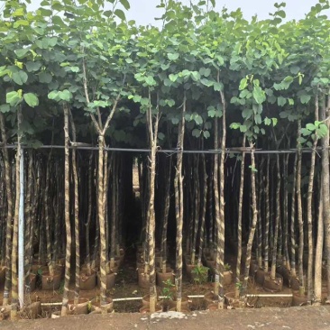 宫粉紫荆3-12分，一手货源，基地直销，大量低价出售