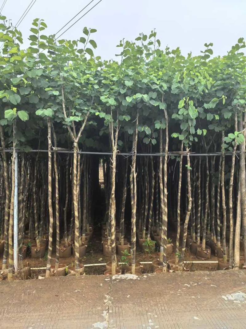 宫粉紫荆3-12分，一手货源，基地直销，大量低价出售