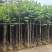 宫粉紫荆3-12分，一手货源，基地直销，大量低价出售