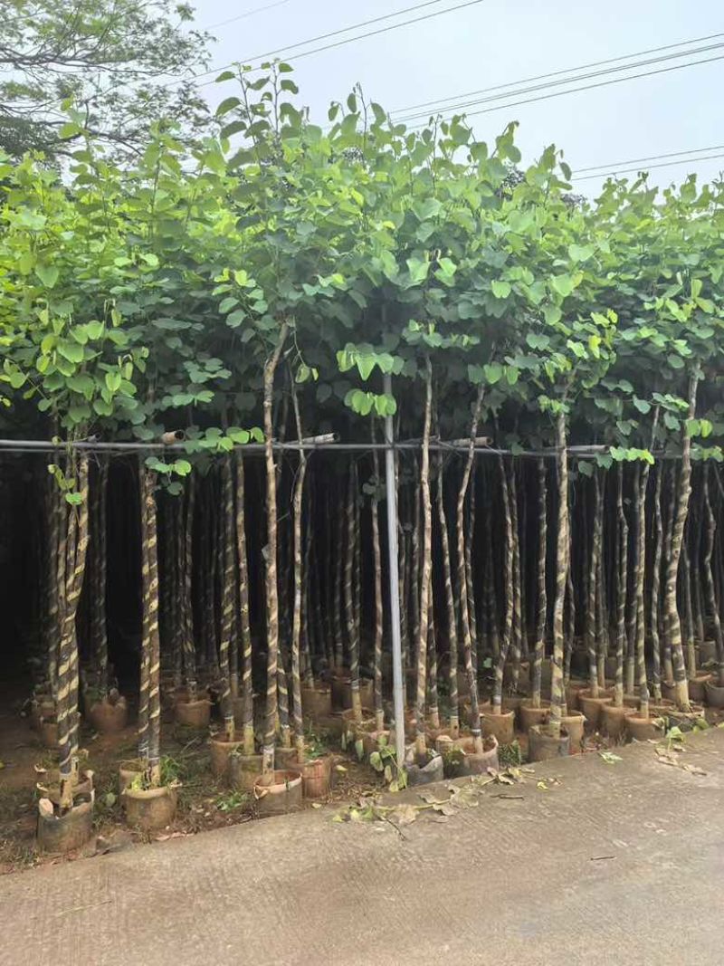 宫粉紫荆3-12分，一手货源，基地直销，大量低价出售