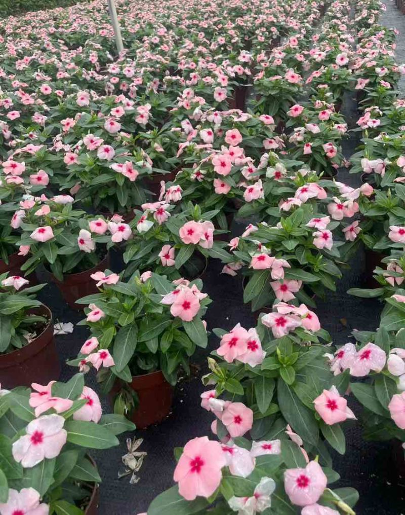 长春花20-50高，盆苗，7斤袋，各种规格，大量低价出售