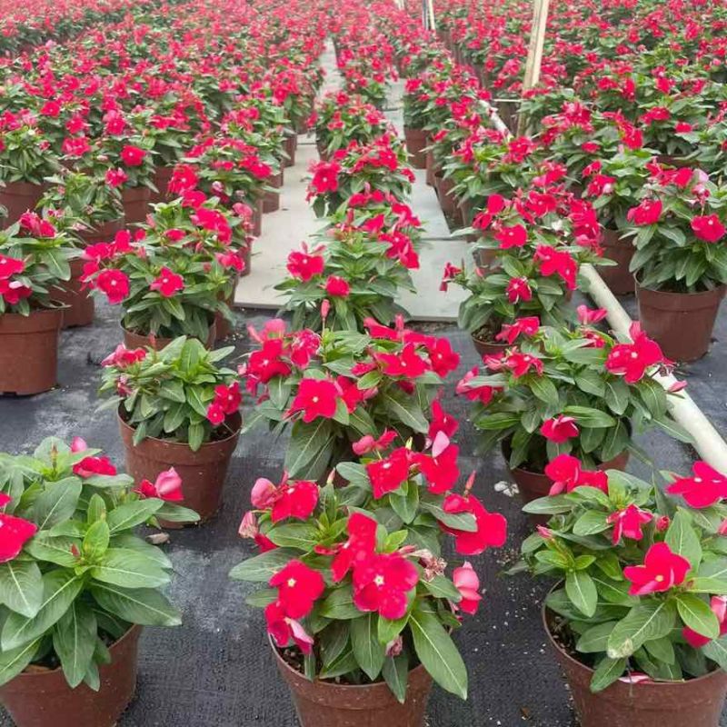 长春花20-50高，盆苗，7斤袋，各种规格，大量低价出售