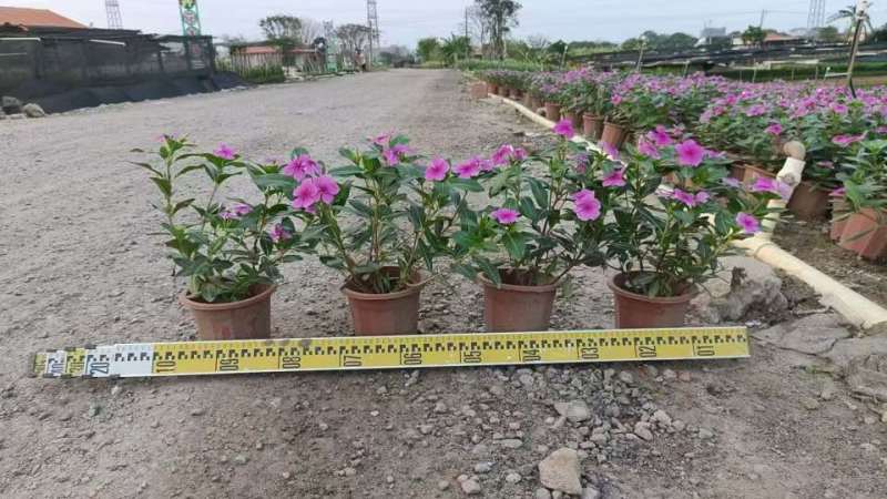 长春花20-50高，盆苗，7斤袋，各种规格，大量低价出售