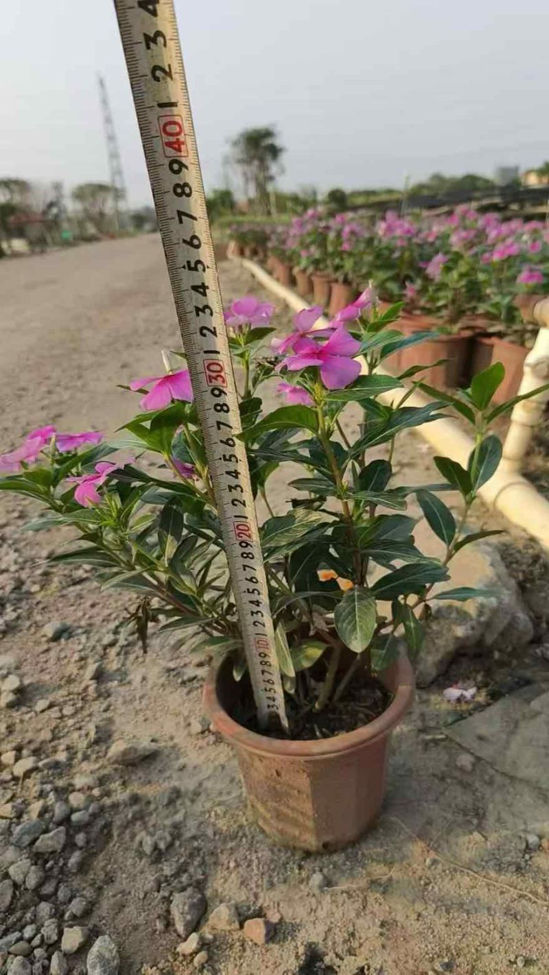 长春花20-50高，盆苗，7斤袋，各种规格，大量低价出售
