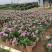 长春花20-50高，盆苗，7斤袋，各种规格，大量低价出售