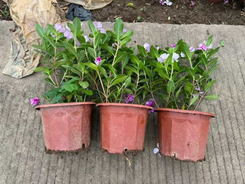 长春花20-50高，盆苗，7斤袋，各种规格，大量低价出售