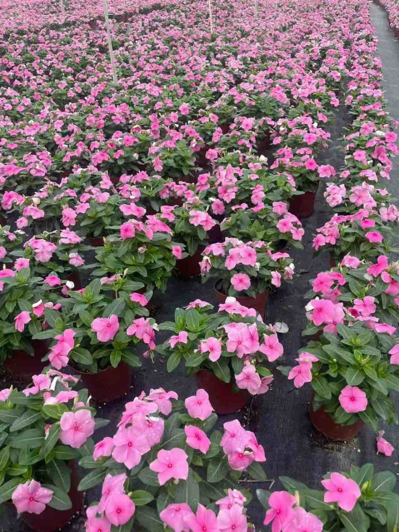 长春花20-50高，盆苗，7斤袋，各种规格，大量低价出售